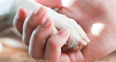 A person holding a dogs paw